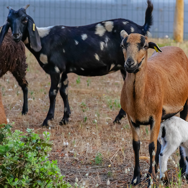 mini ferme a saint hilaire de riez au flower camping les biches