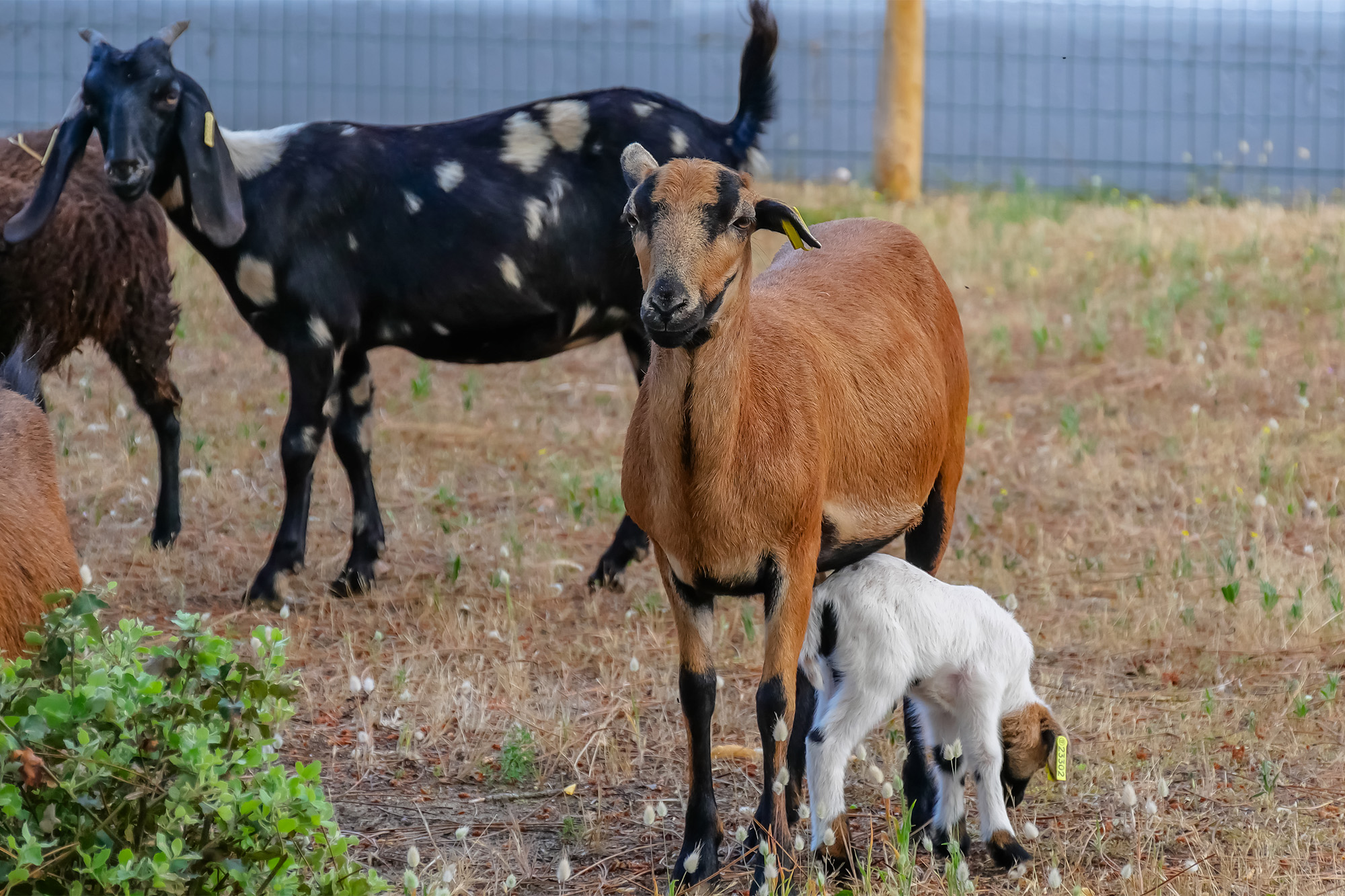 mini ferme a saint hilaire de riez au flower camping les biches