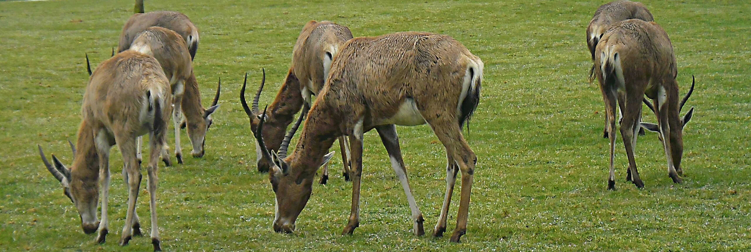 Planète_sauvage_ _Damalisque