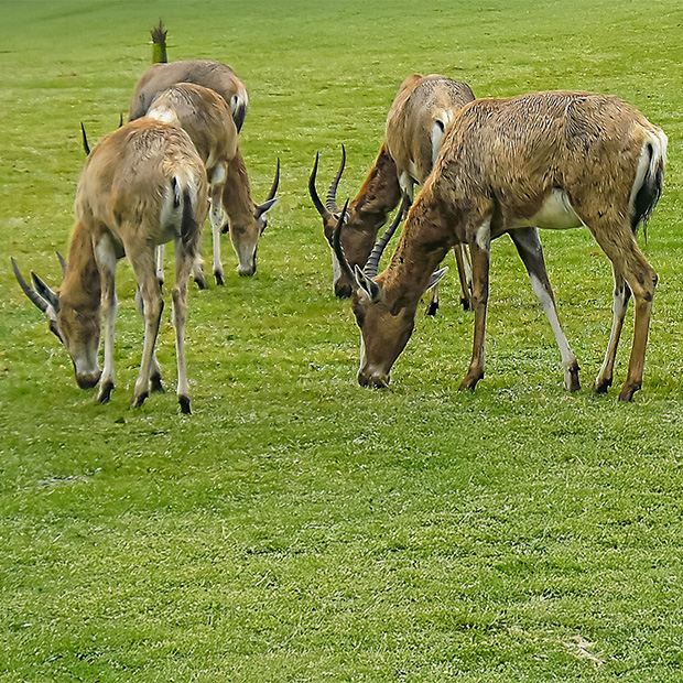 tourisme vendee planete sauvage zoo