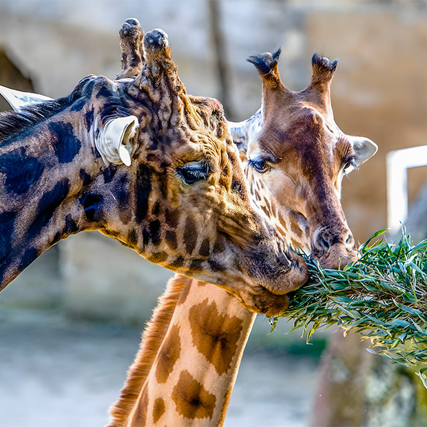 tourisme vendee zoo sables d olonne