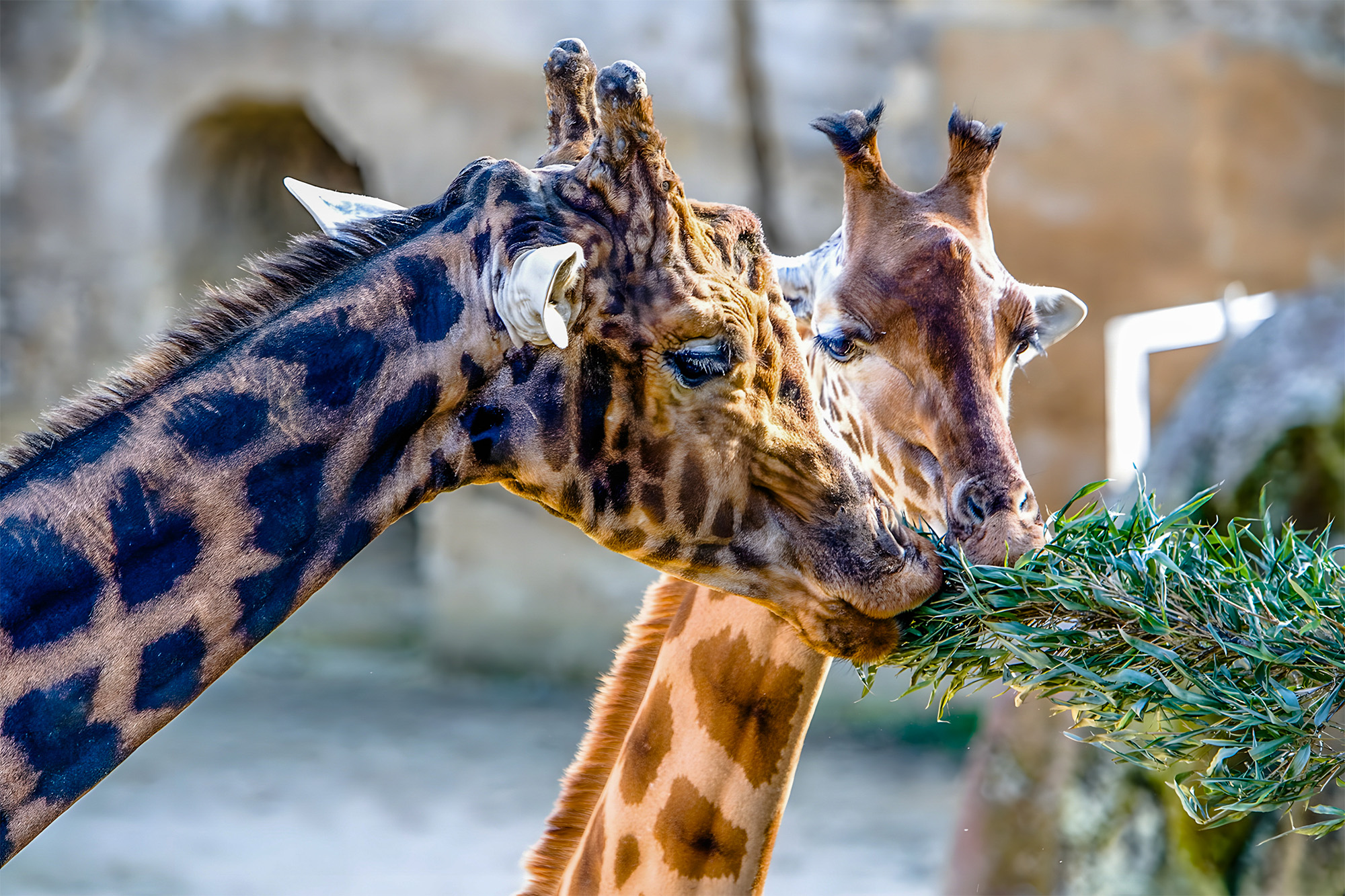 tourisme vendee zoo sables d olonne