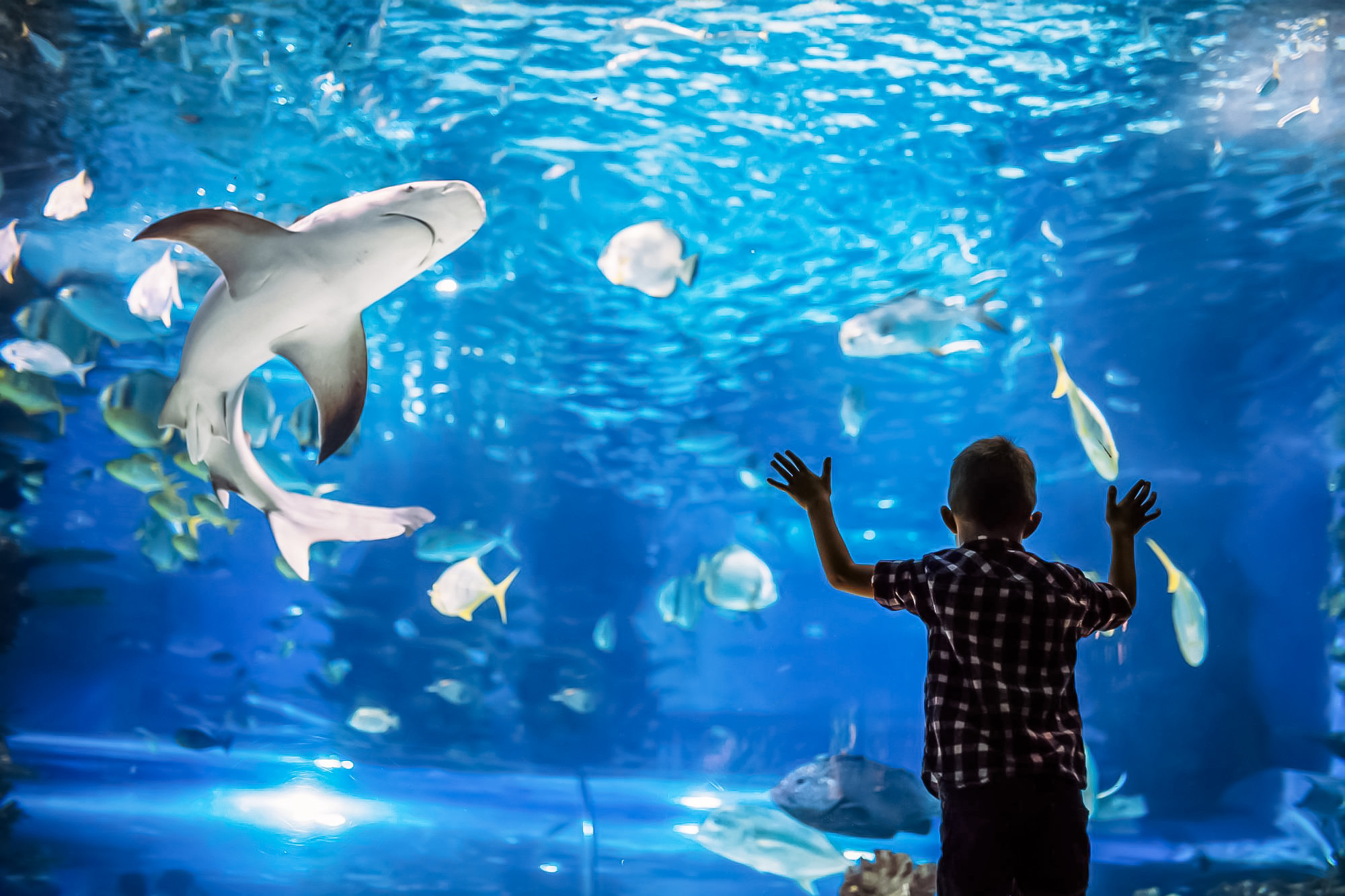 tourisme vendee aquarium talmont saint hilaire