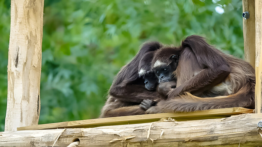 les zoos de vendee