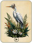 aigrette