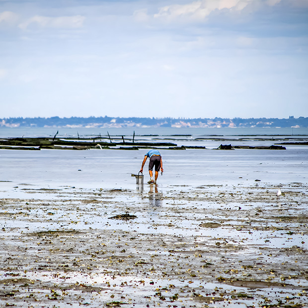 peche a pied vendee