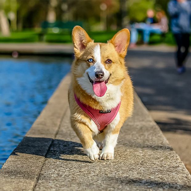 plages de vendee chien