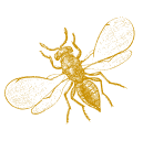 illustration insecte