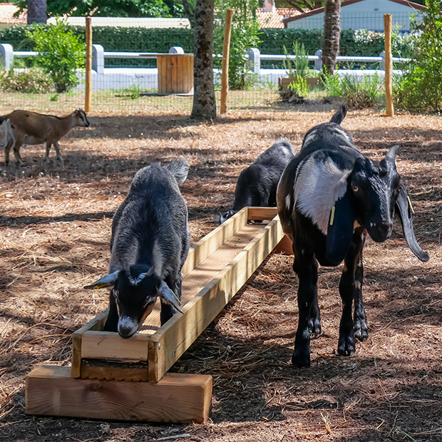 camping avec mini ferme vendee