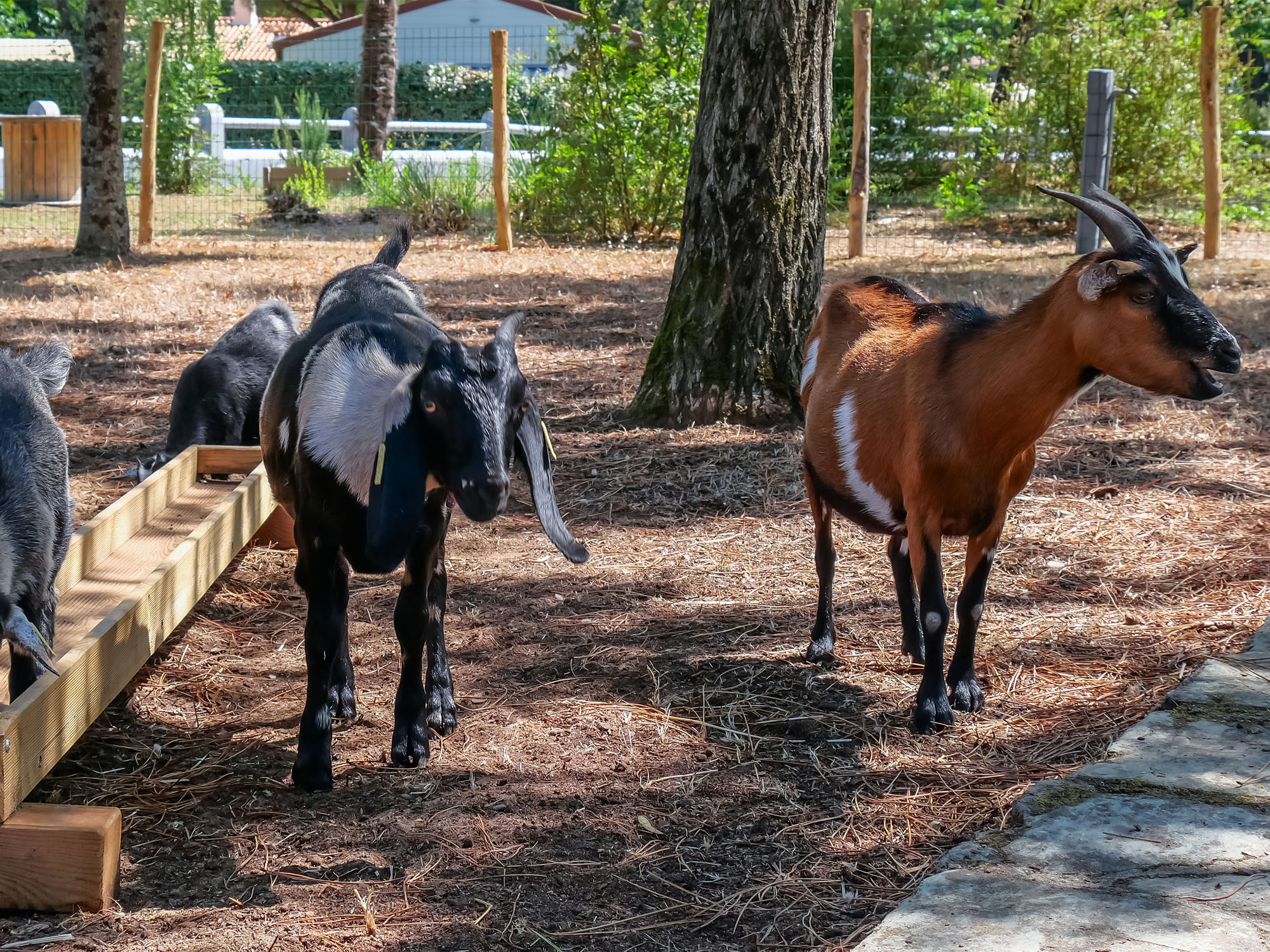 camping avec mini ferme vendee
