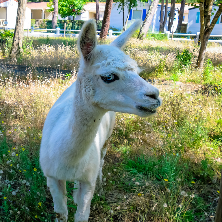 la mini ferme du camping