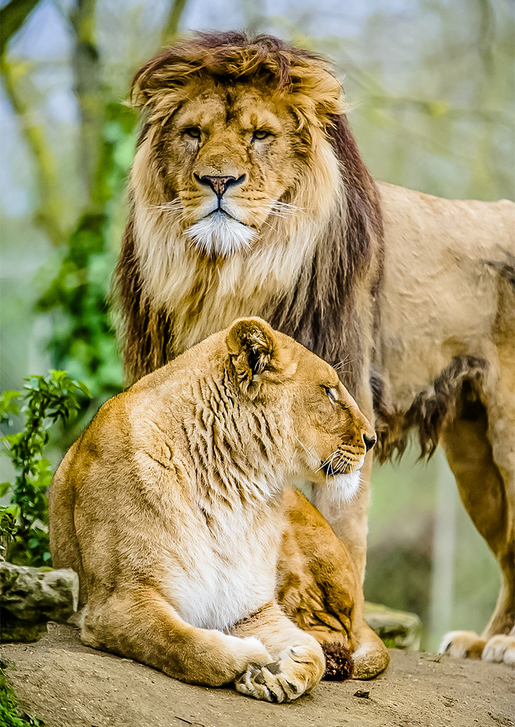 zone pietonne avec les lions
