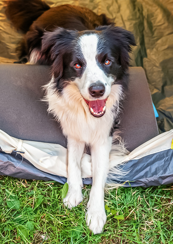 camping acceptant les animaux en vendee